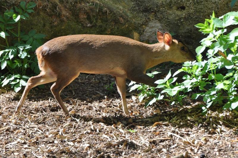 Muntjac de Reeve