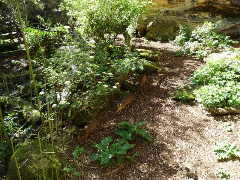 Muntjac de Reeve Do 14 DSC06940