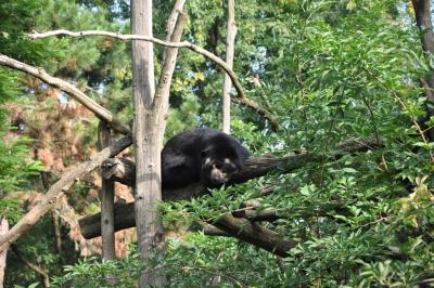 Ours à lunettes - 2014