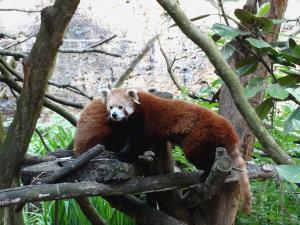 Panda roux