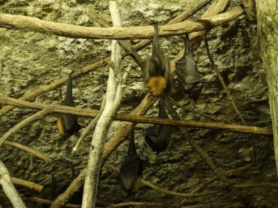 Roussette de Lyle - 2014