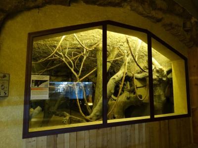 Roussette de Lyle - 2014