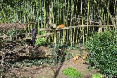 Tamarin lion - Saki à face blanche - 2014