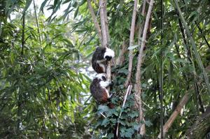 Tamarin pinché