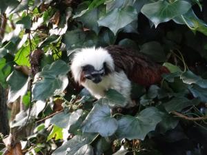 Tamarin pinché
