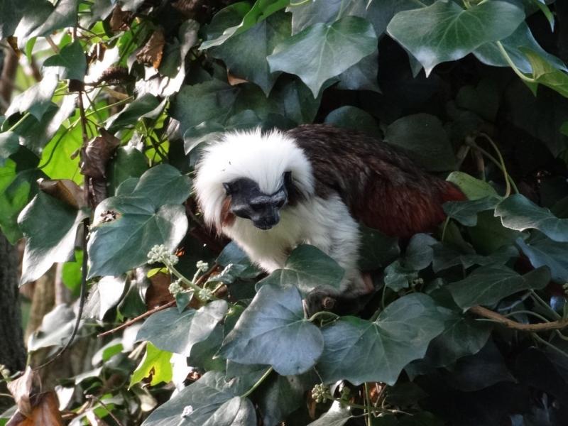 Tamarin pinché