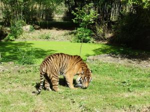 Tigre de Sumatra