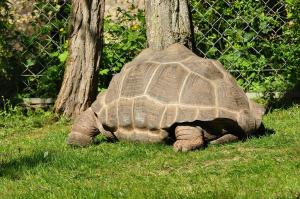 Tortue géante des Seychelles