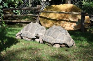Tortue géante des Seychelles