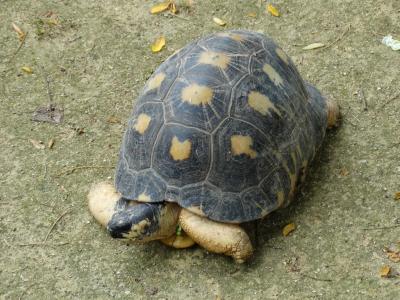 Tortue radiée - 2014