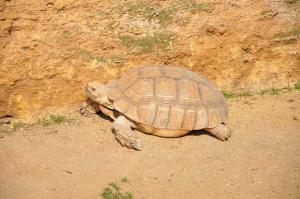 Tortue sillonnée