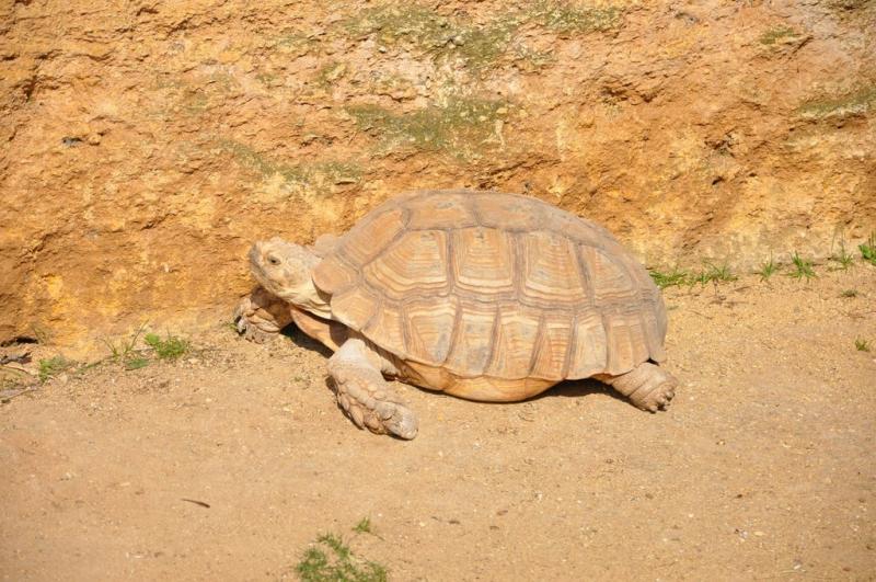 Tortue sillonnée