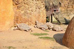 Tortue sillonnée