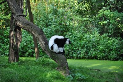 Vari noir et blanc - 2014