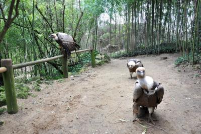 Vautour fauve - 2014