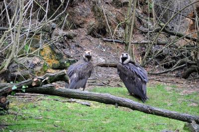 Vautour moine - 2014