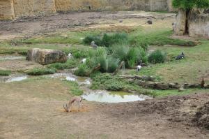La Vallée des rhinocéros noirs