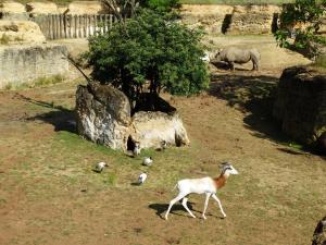 Gazelle dama