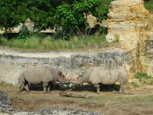Rhinocéros noir