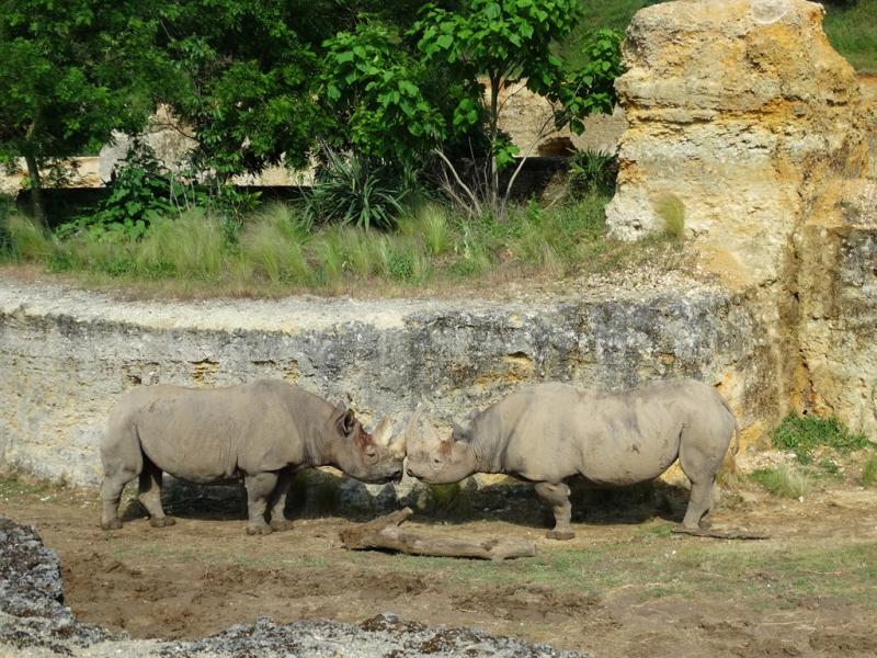 Rhinocéros noir