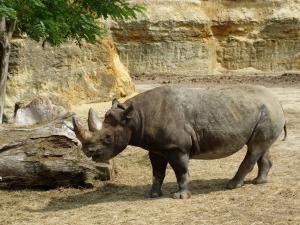 Rhinocéros noir