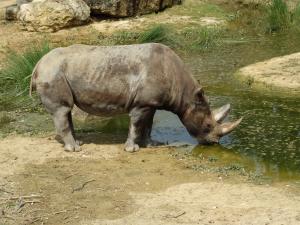 Rhinocéros noir