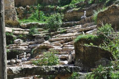 La volière sud-américaine - 2014