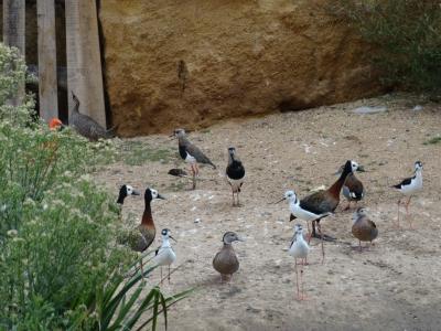 La volière sud-américaine - 2014