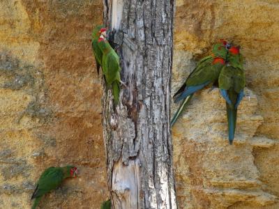 La volière sud-américaine - 2014