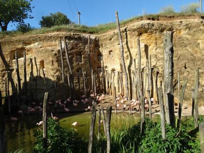 La volière sud-américaine - 2014