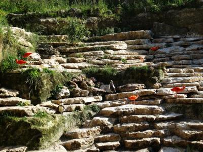 La volière sud-américaine - 2014