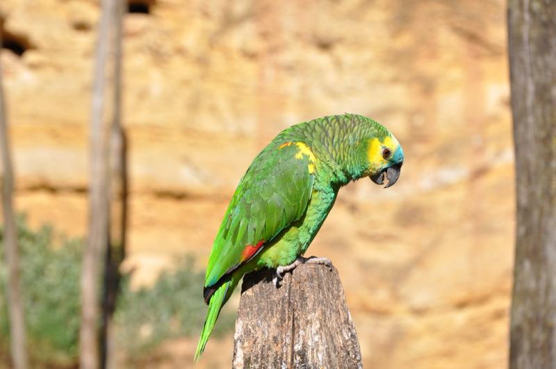 Amazone à front bleu