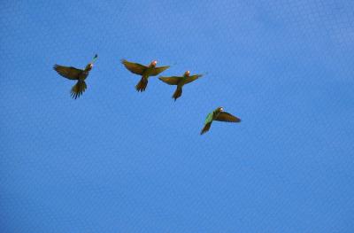 Ara de Lafresnaye - 2014