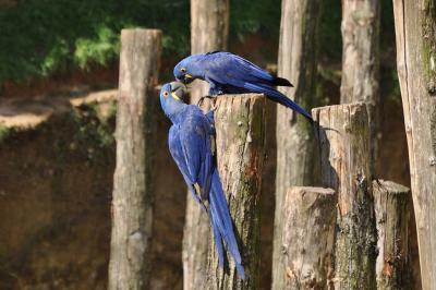 Ara hyacinthe - 2014