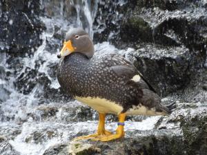 Canard vapeur