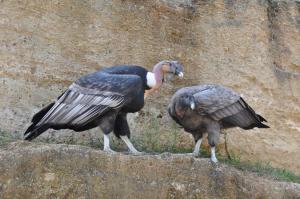 Condor des Andes