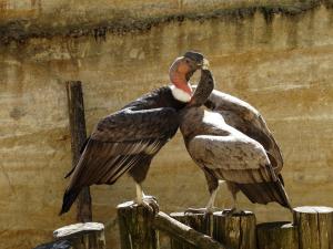 Condor des Andes