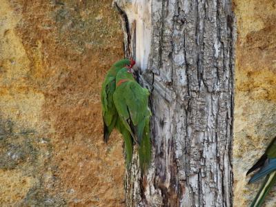 Conure mitrée - 2014