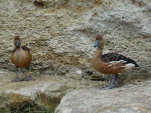 Dendrocygne fauve