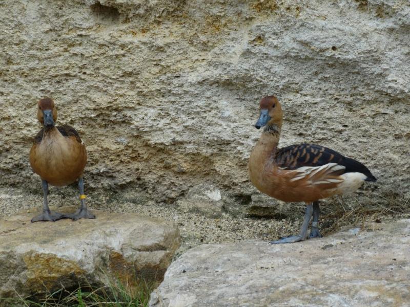Dendrocygne fauve