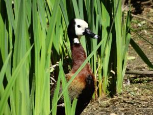 Dendrocygne veuf