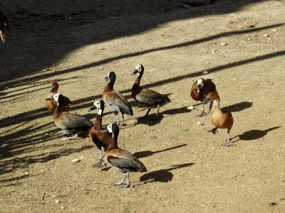 Dendrocygne veuf - 2014