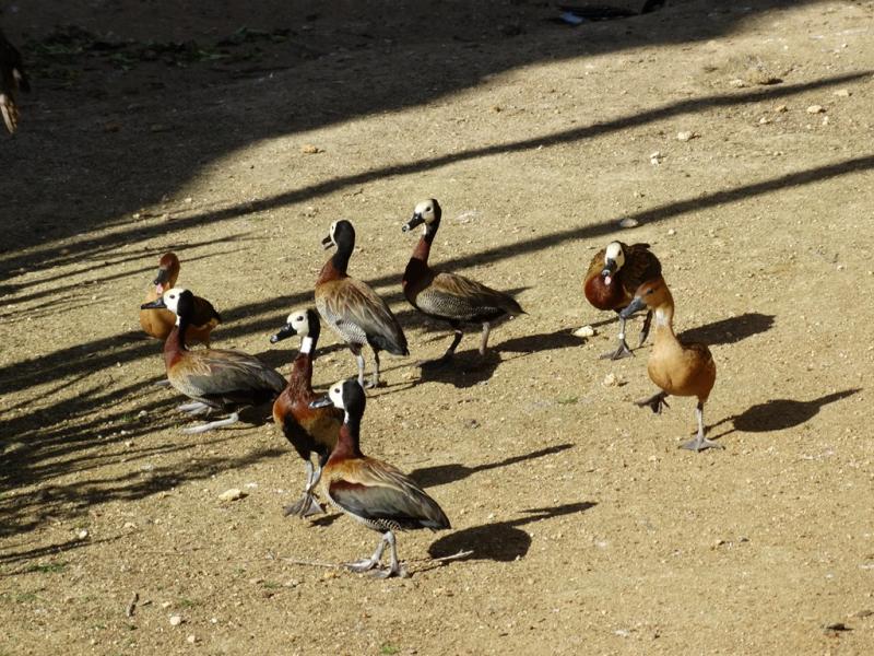 Dendrocygne veuf