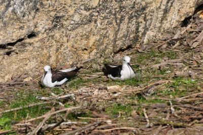 Echasse d'Amérique - 2014
