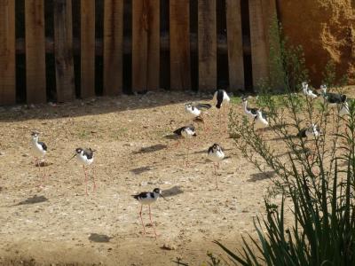 Echasse d'Amérique - 2014