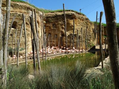 Flamant du Chili - 2014