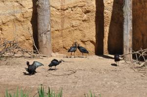 Ibis de Ridgway