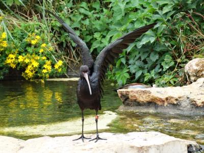 Ibis de Ridgway - 2014