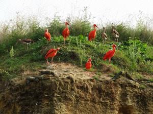Ibis rouge