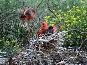 Ibis rouge